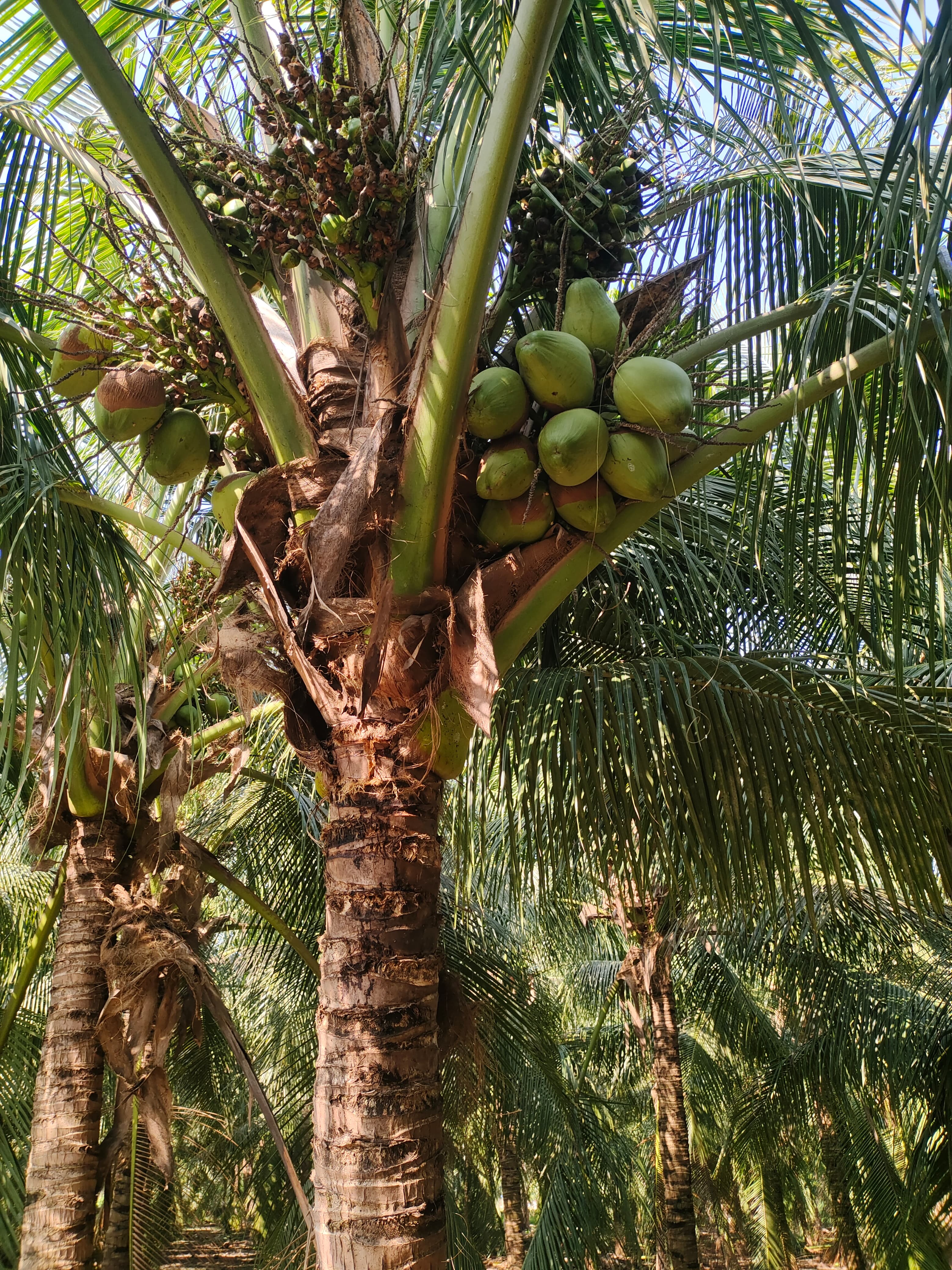 Coconut