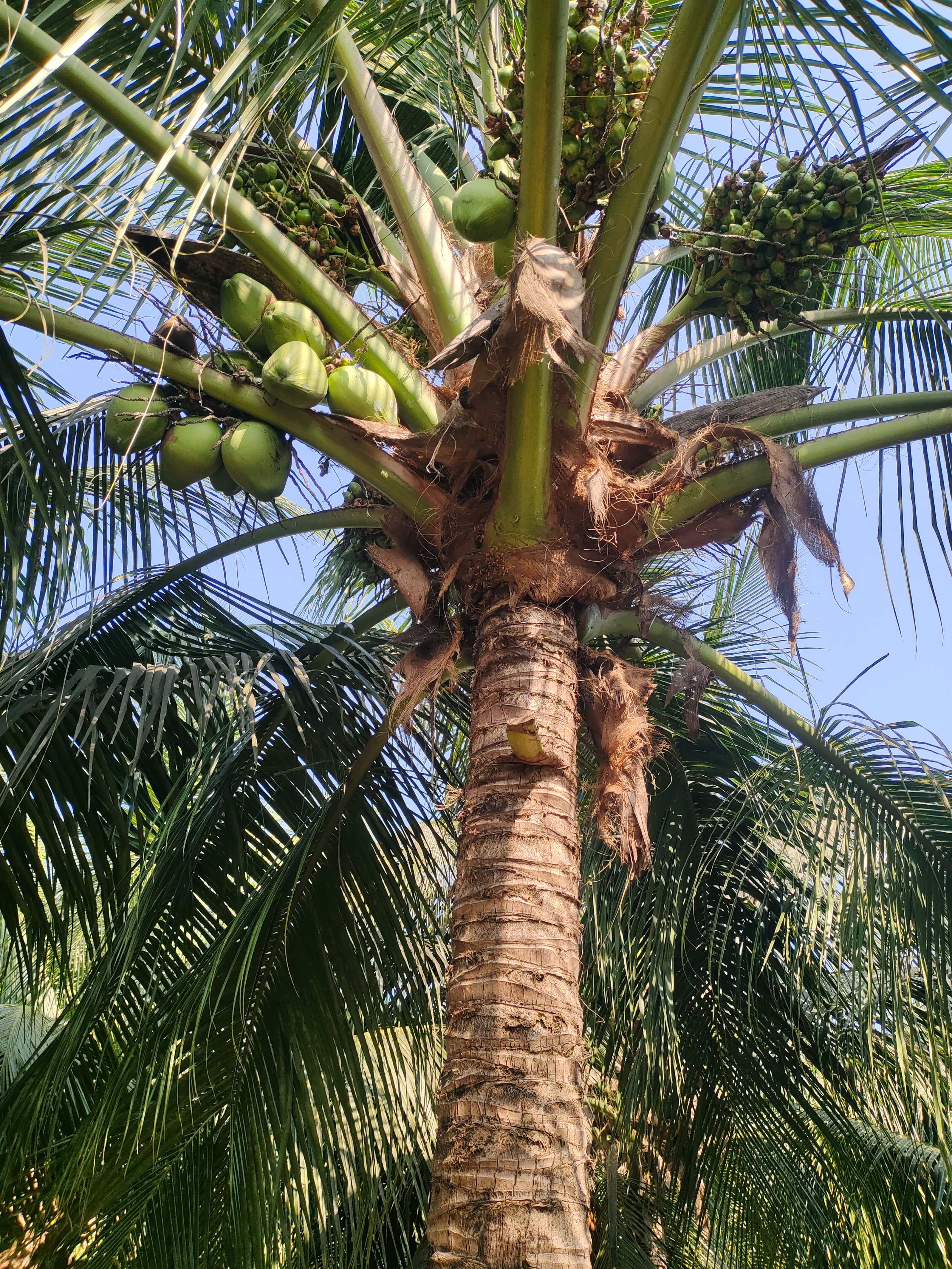 Coconut