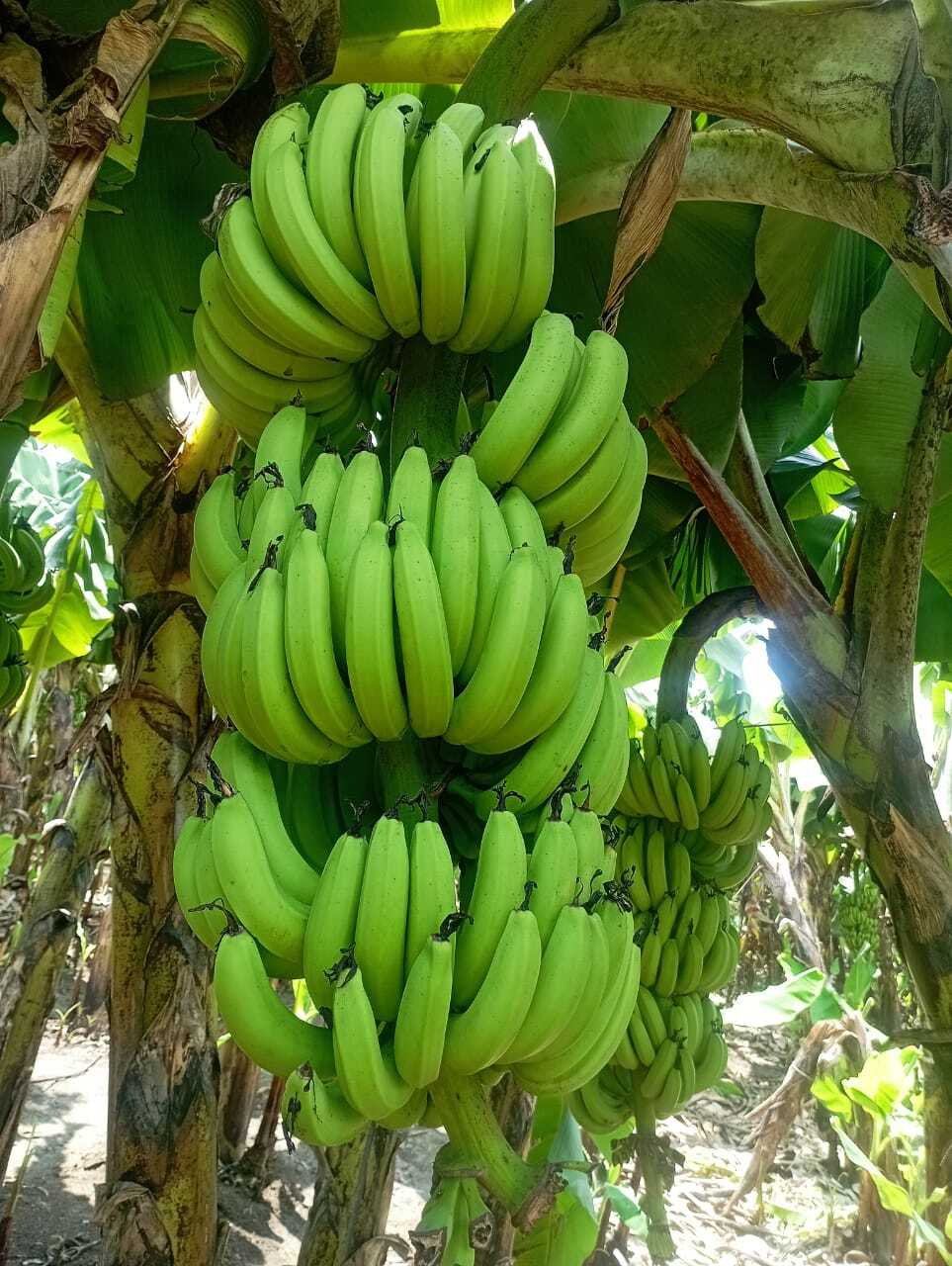Fresh Banana