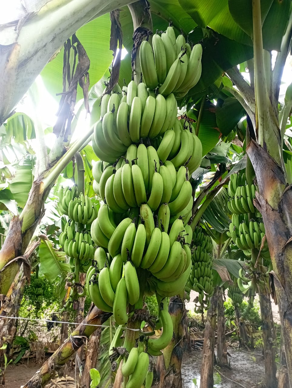 Fresh Banana
