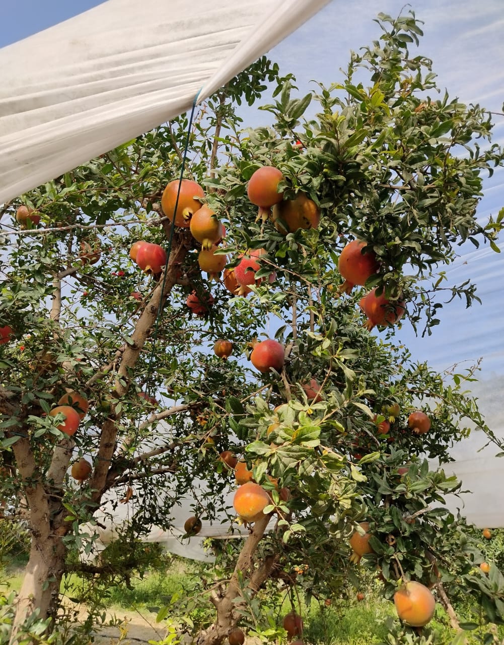 Fresh Pomegranate 