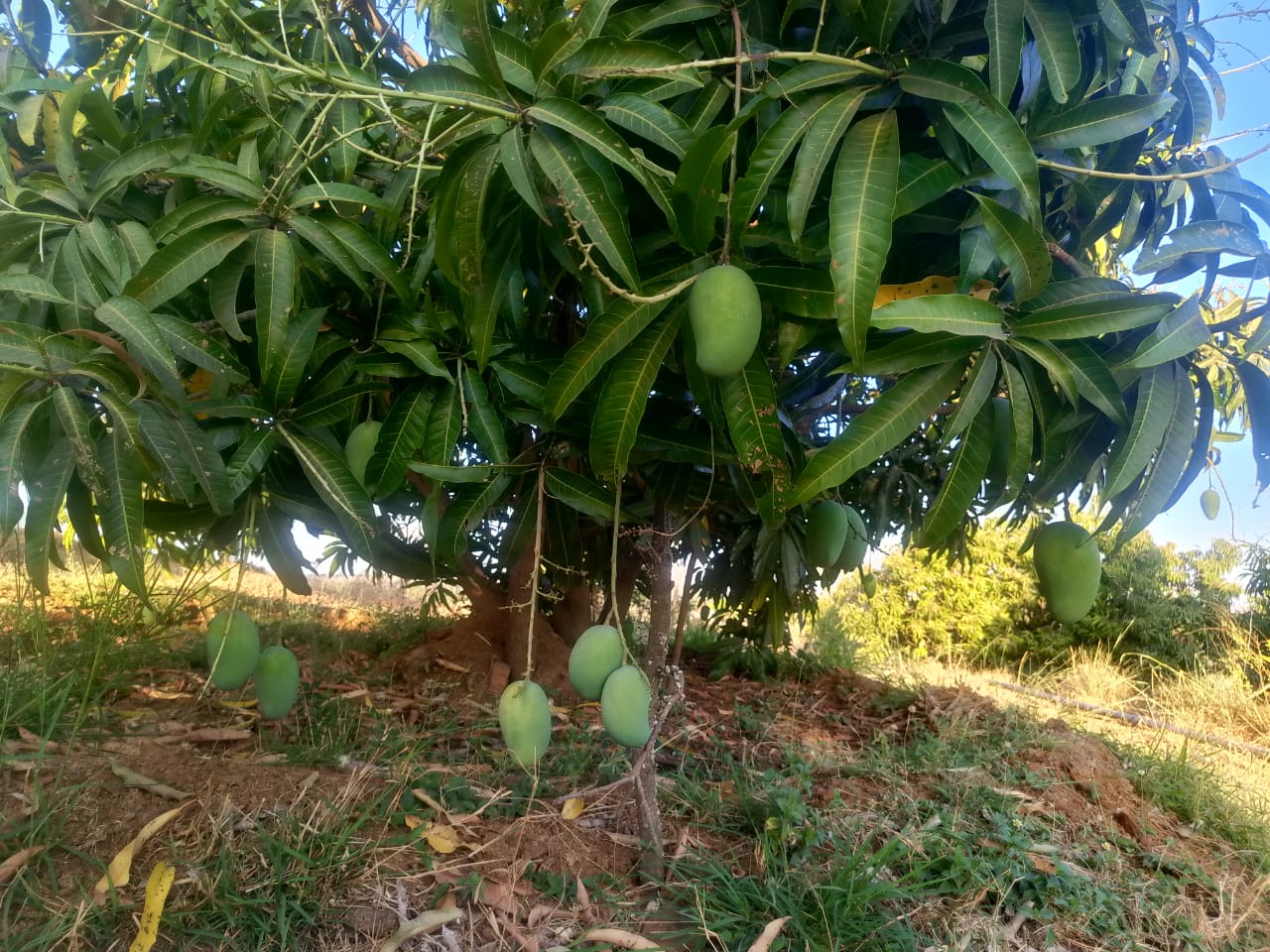 Fresh Mangoes