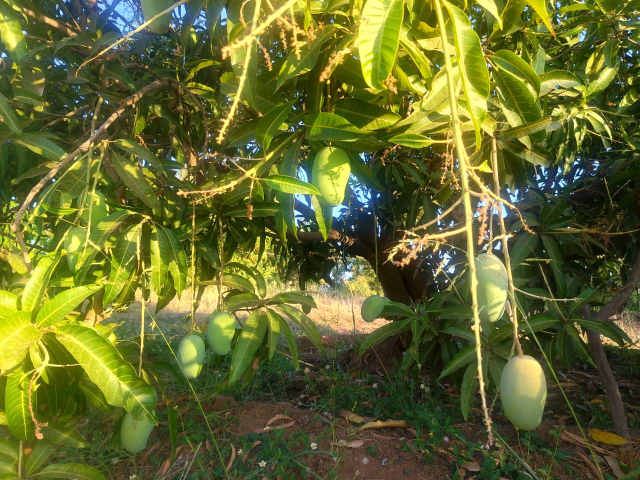 Fresh Mangoes