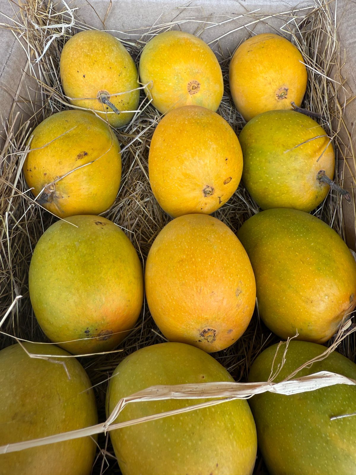 Fresh Mangoes