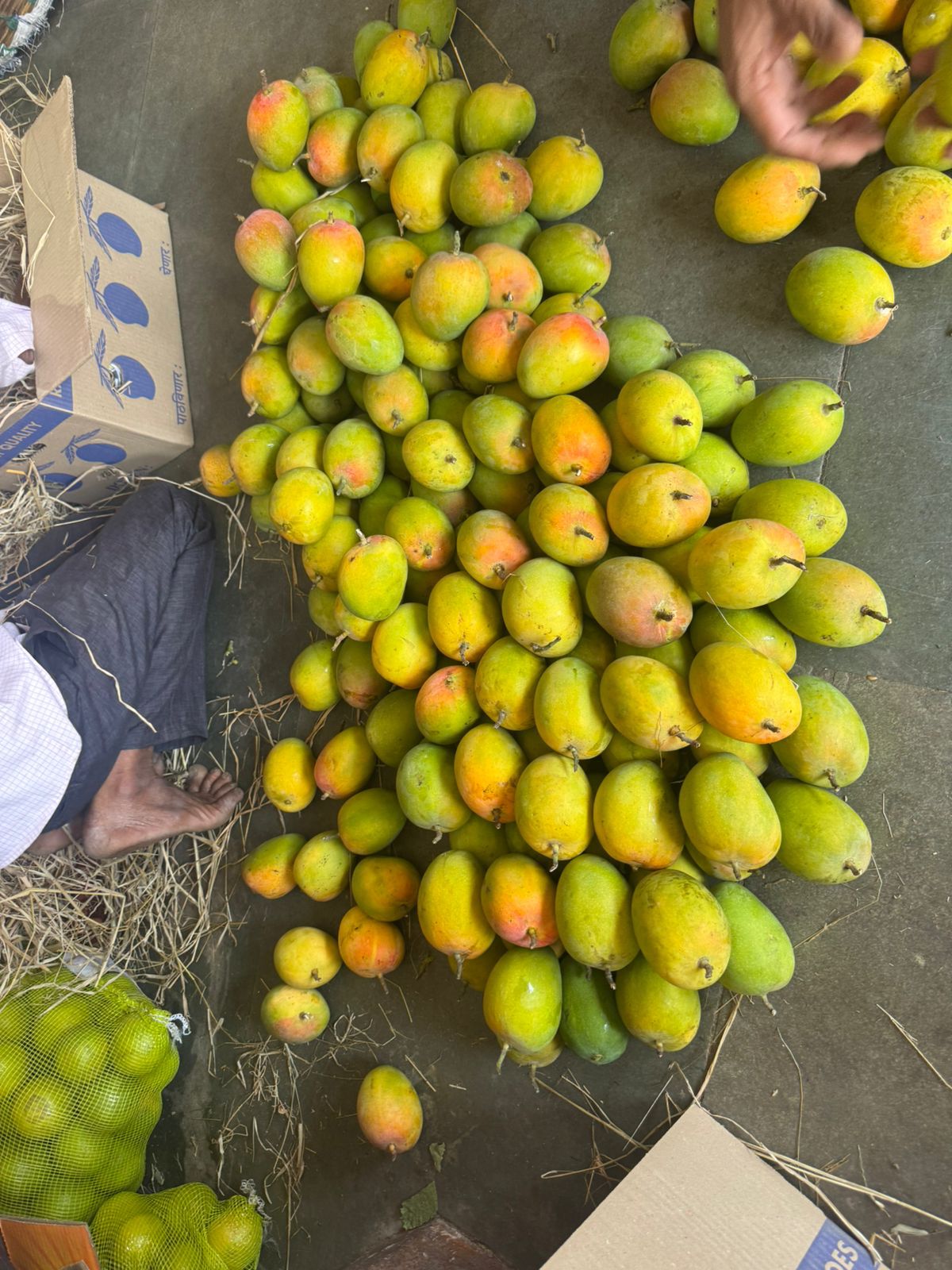 Fresh Mangoes