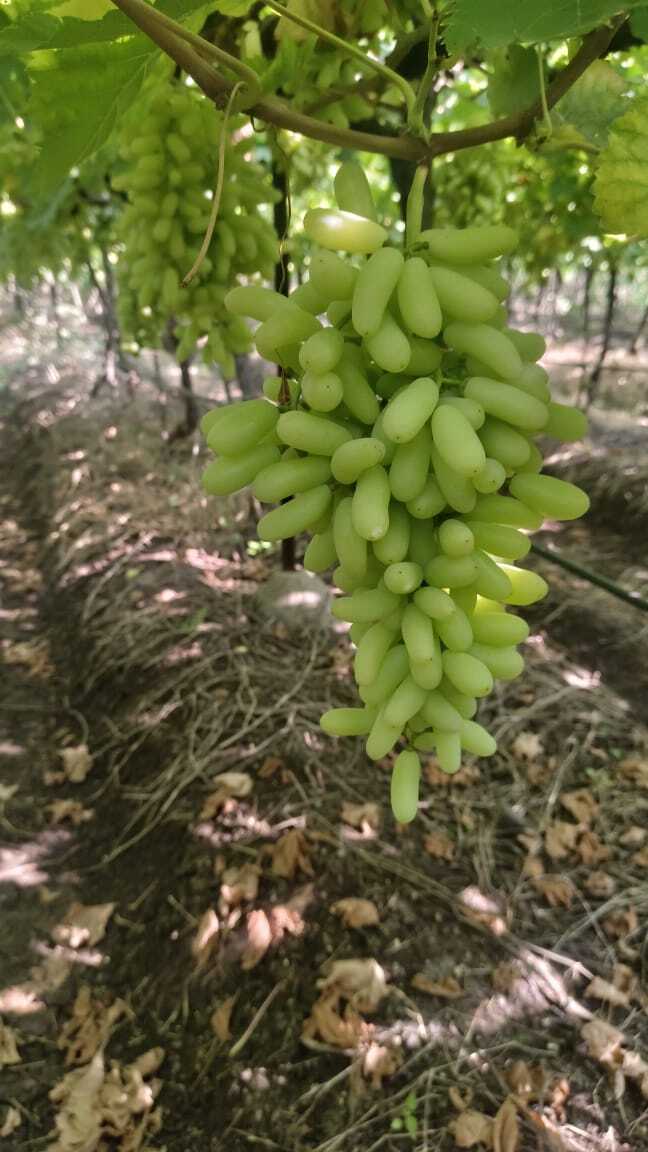 Fresh Grapes