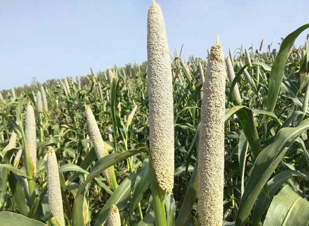 Pearl Millet