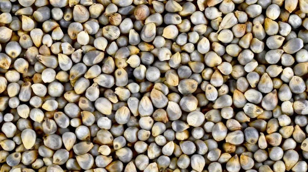 Pearl Millet