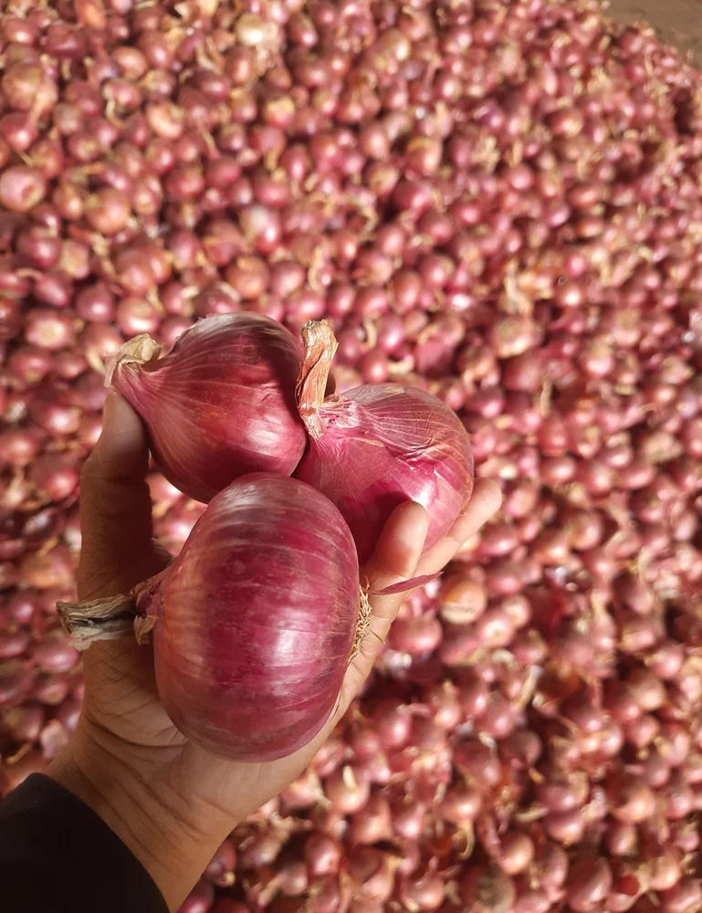 Fresh Onion