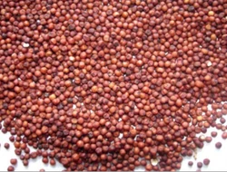 Finger Millet