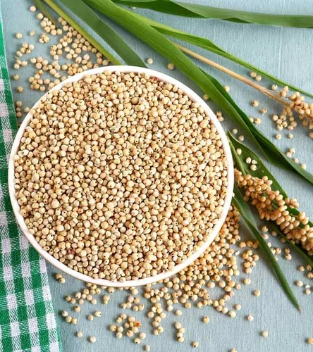 Sorghum