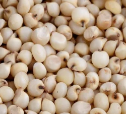 Sorghum