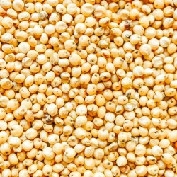 Sorghum