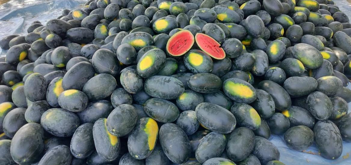 Fresh Watermelon