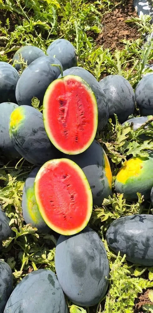 Fresh Watermelon