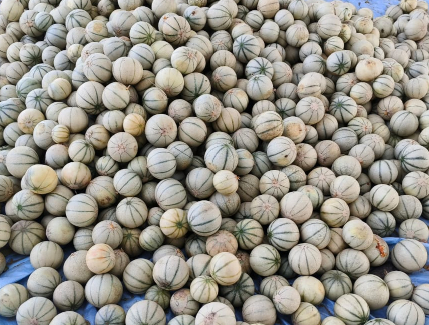 Fresh Muskmelons
