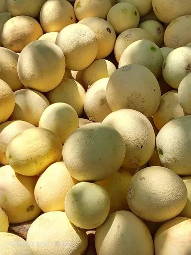 Fresh Muskmelons
