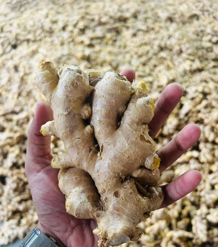 Ginger