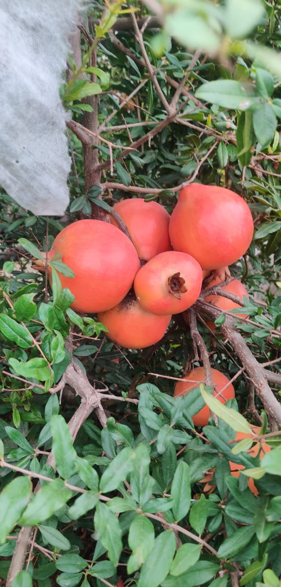Fresh Pomegranate 