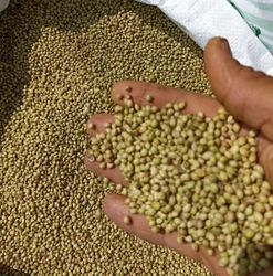 Coriander Seeds