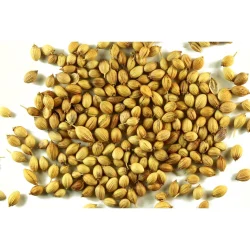 Coriander Seeds