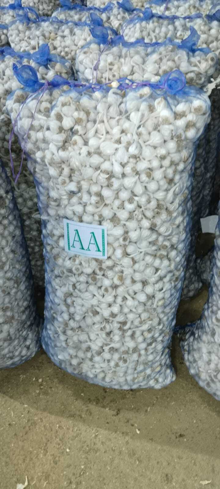 Garlic