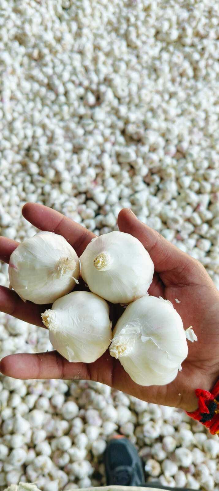 Garlic