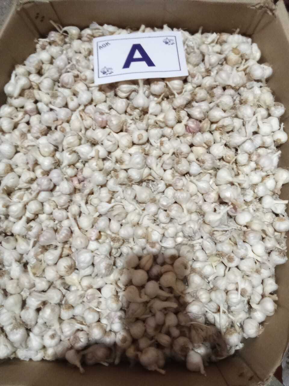 Garlic