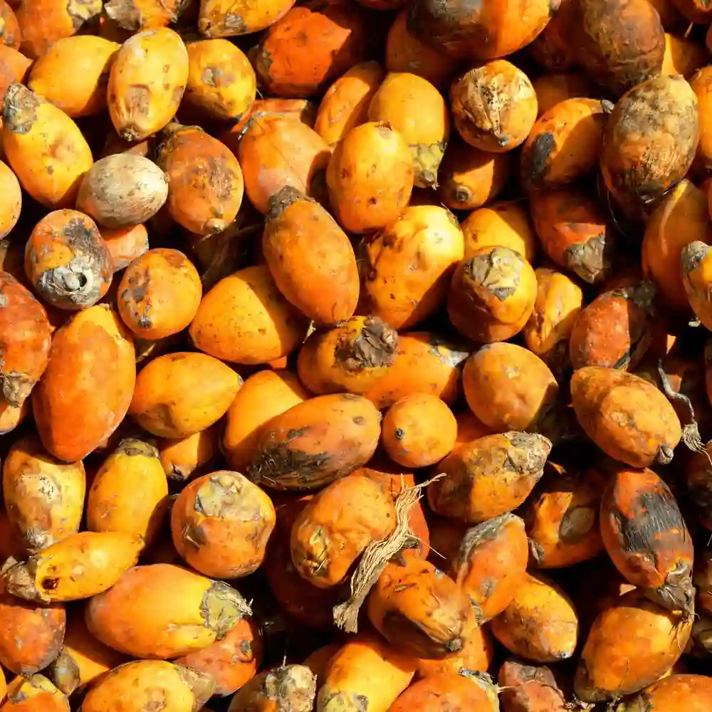 Fresh Arecanut