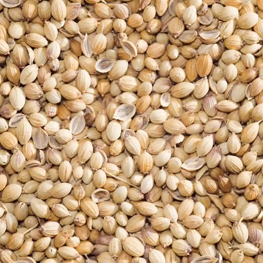 Coriander 