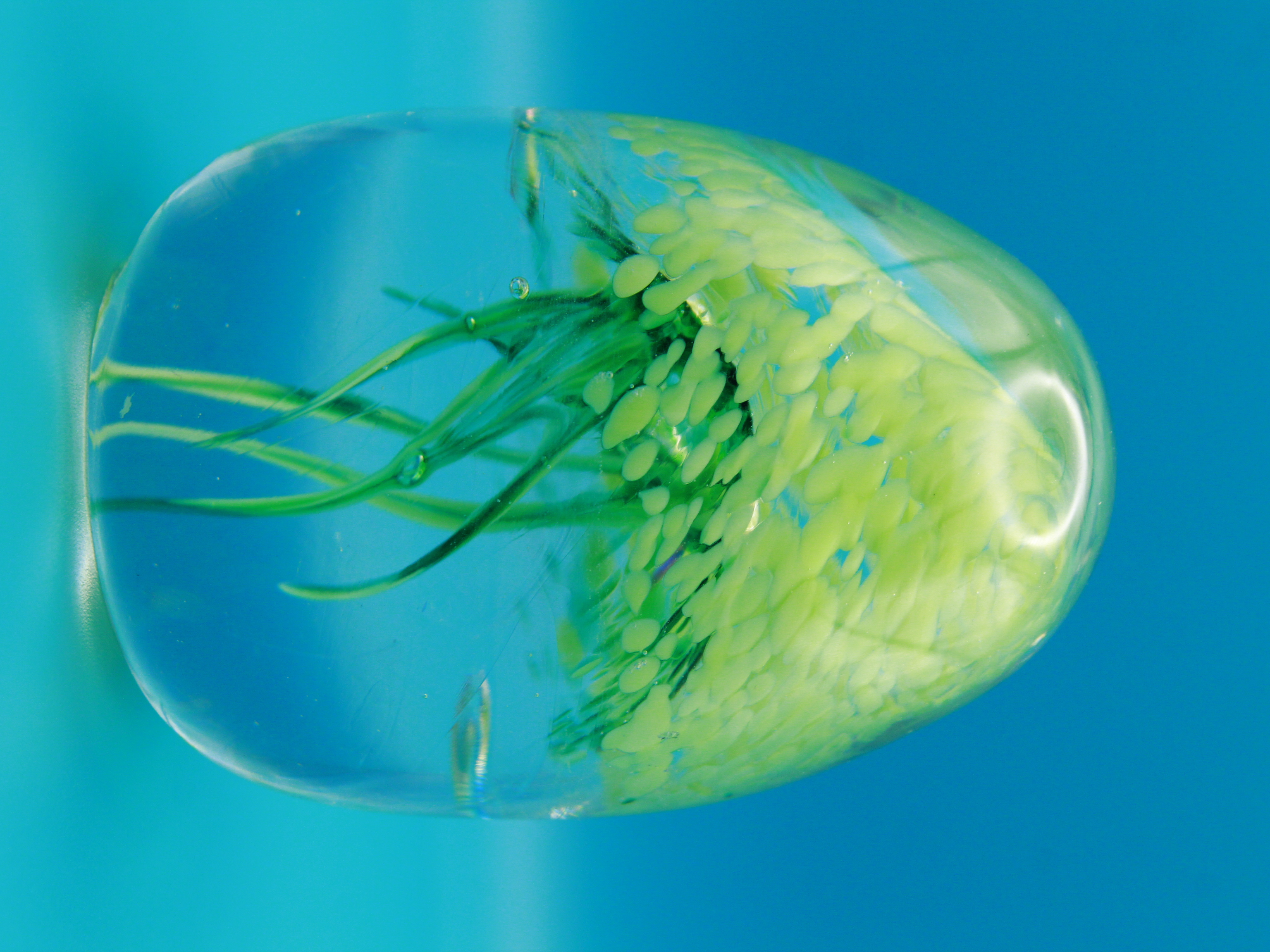 Green Glass Jellyfish