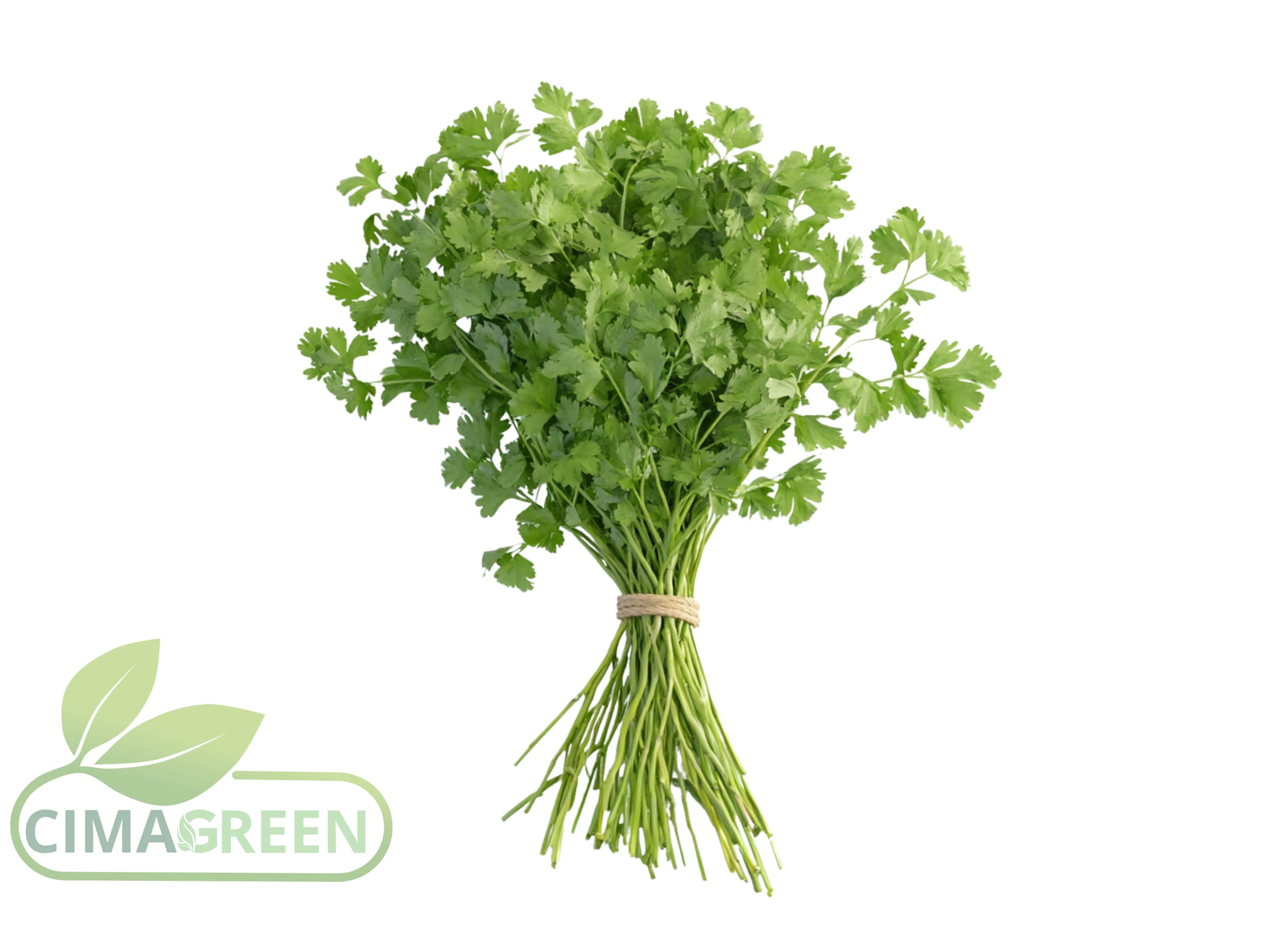 Cilantro fresco de alta calidad, cosechado bajo pedido