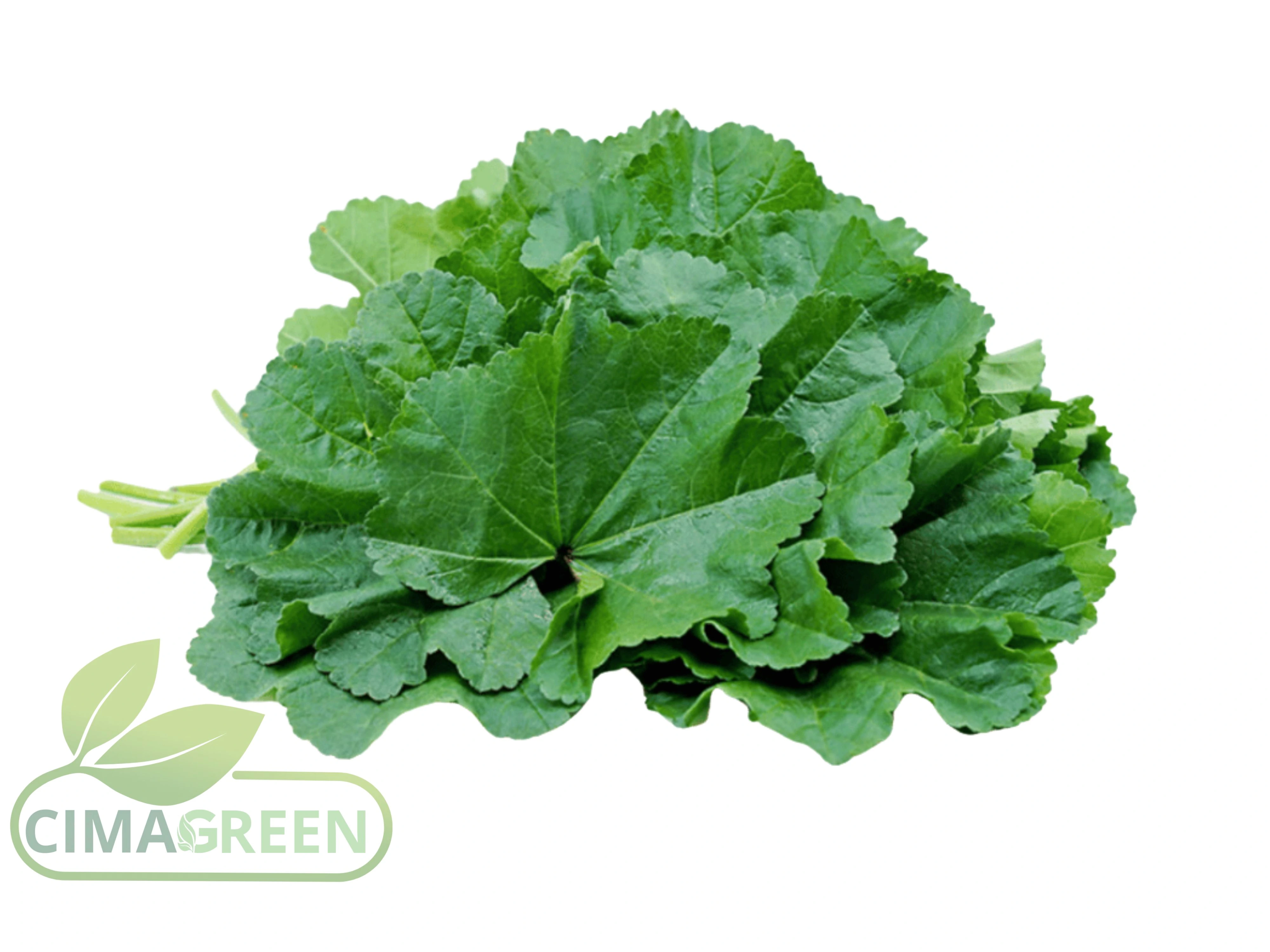  Malva china premium para distribuidores exigentes