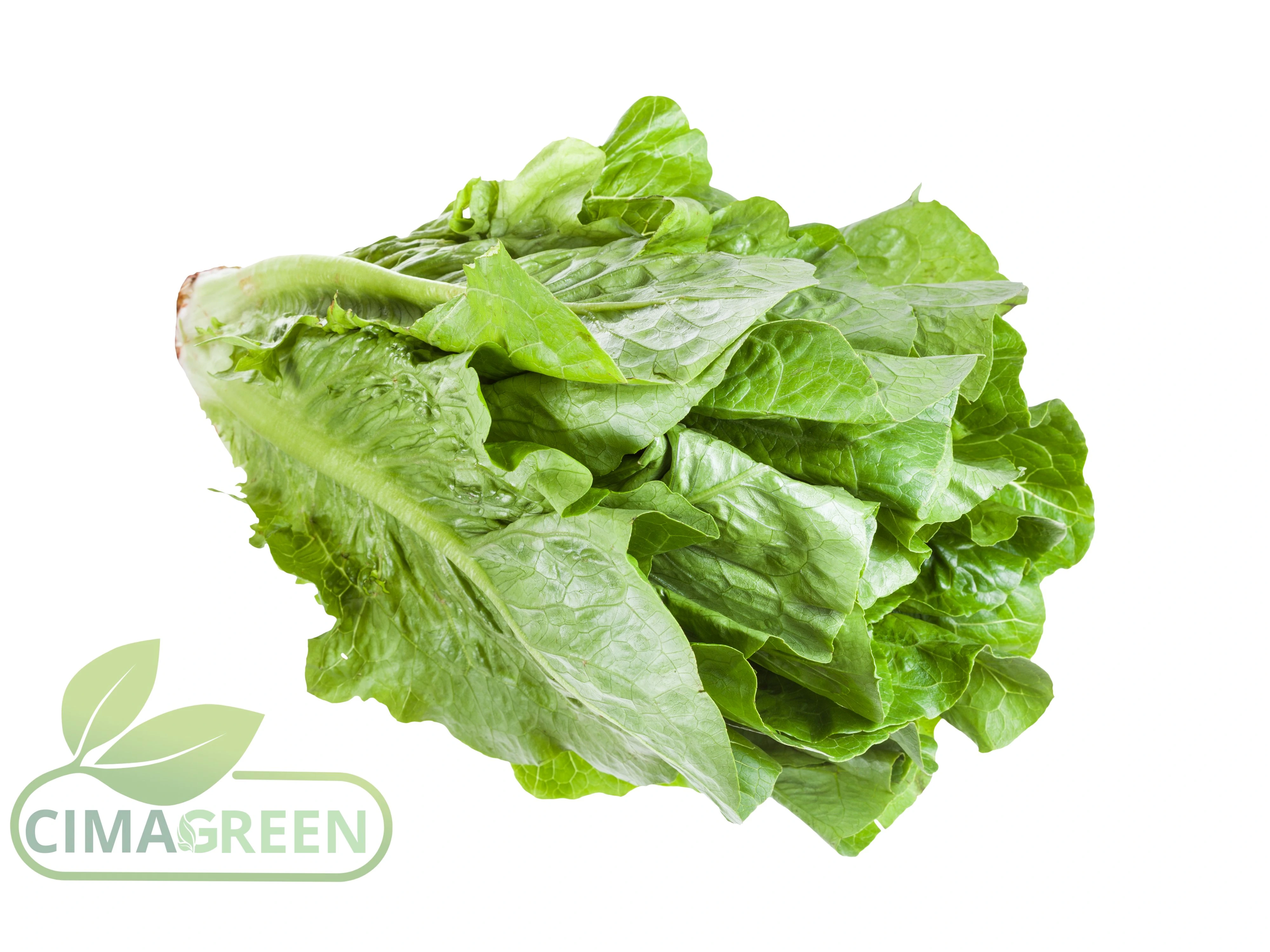 Lechugas Cimagreen