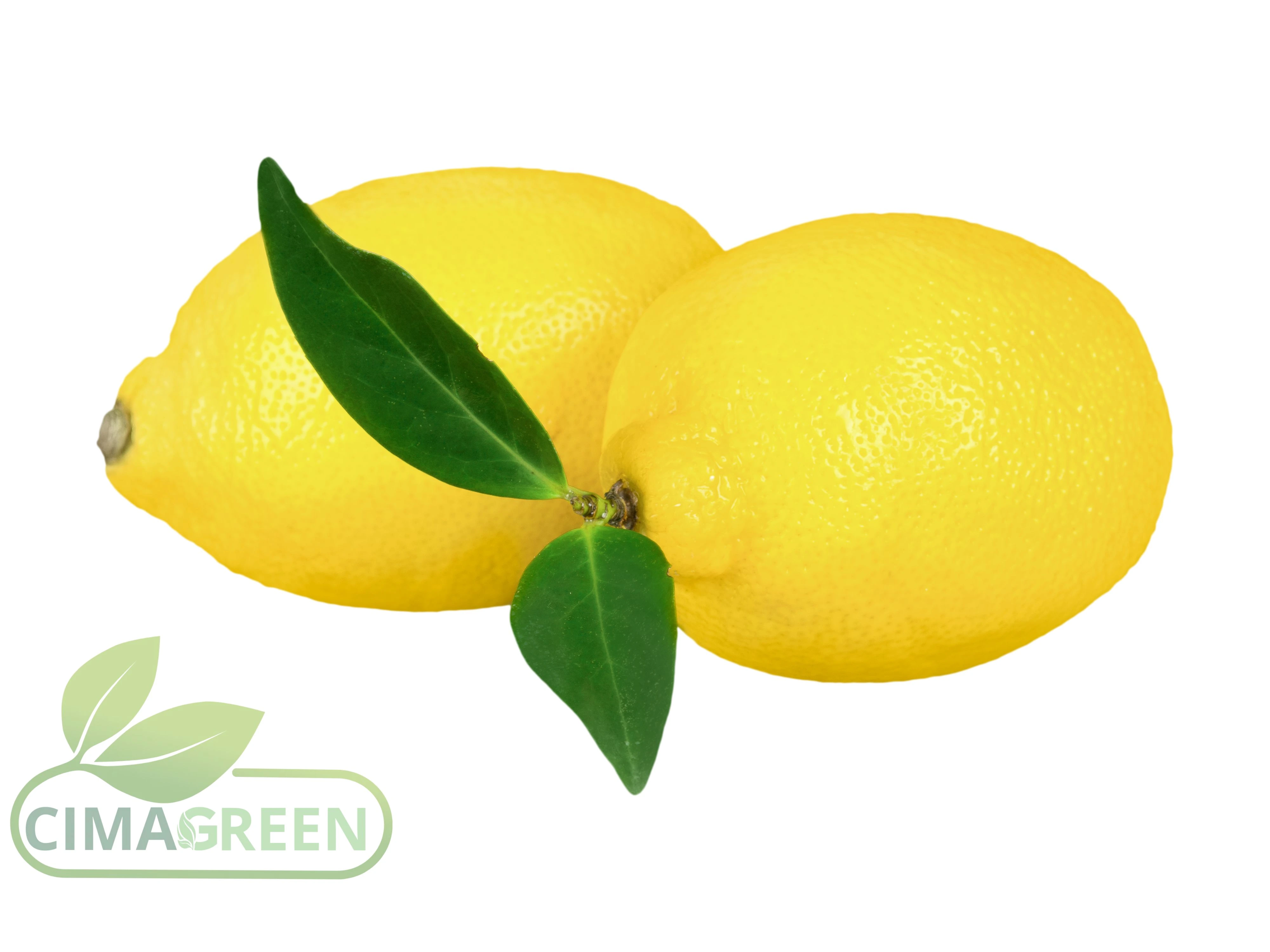  Limones frescos de calidad premium para el mercado mayorista europeo