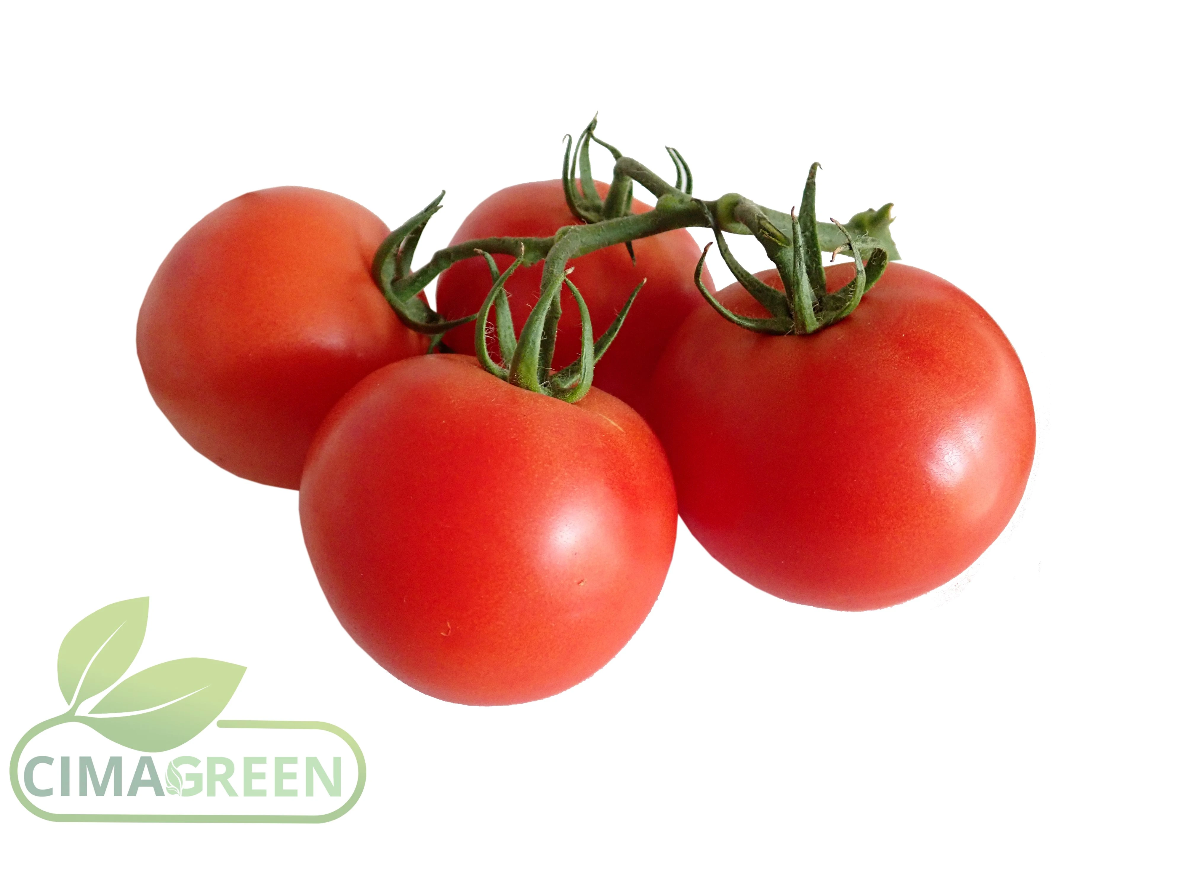 Frische Tomaten aus Spanien: Rund, Roma und Cherry