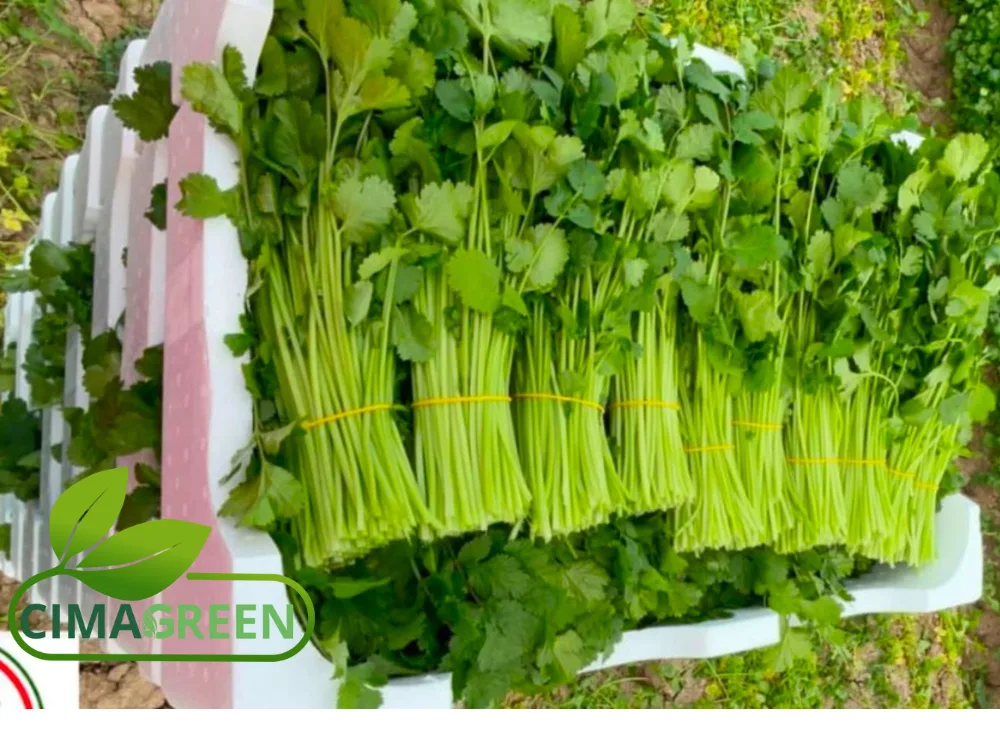 Manojo de Cilantro Fresco 150g: Sabor Auténtico Directo del Campo Español