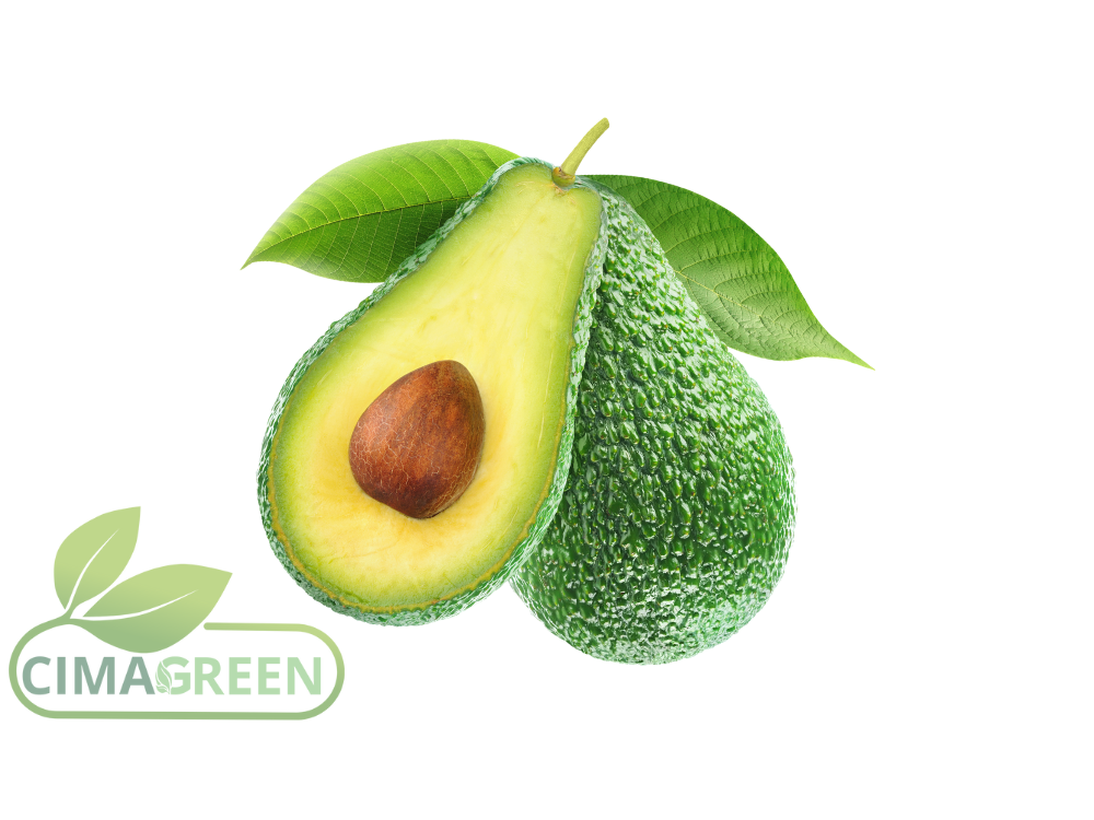 Hass-Avocado aus Marokko: Hochwertige Qualität
