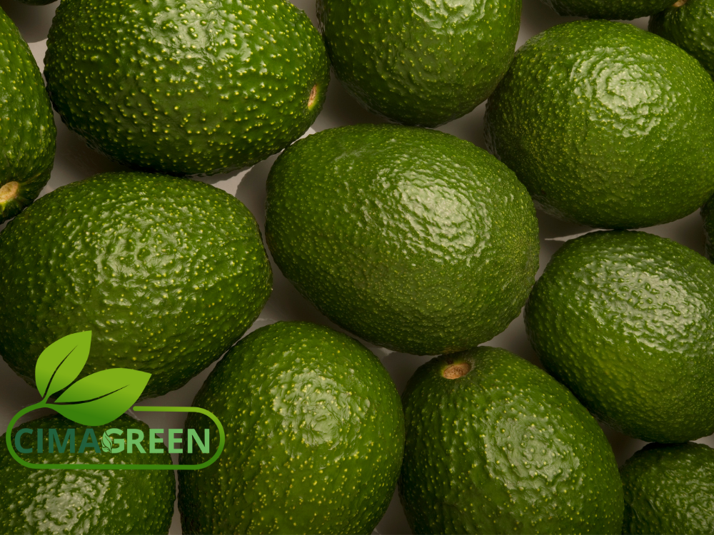 Aguacate HASS de Marruecos – Alta calidad garantizada