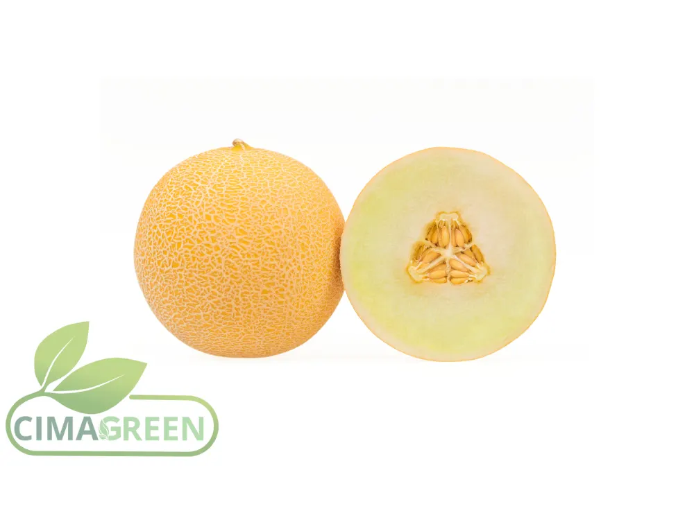 Charentais- und Galia-Melonen – Süße und Frische garantiert