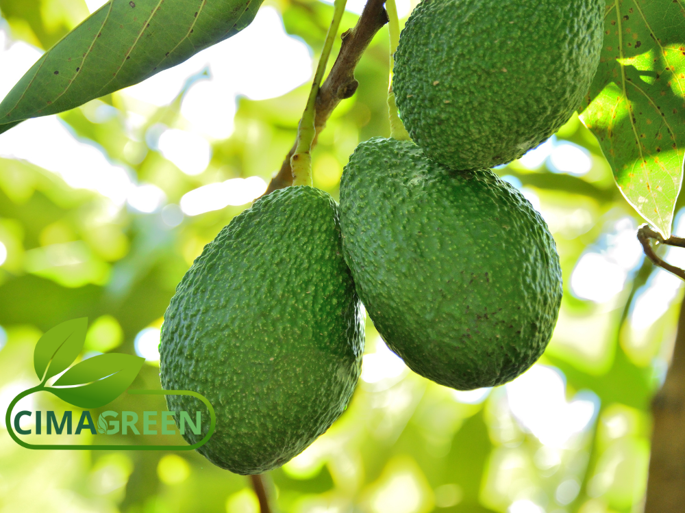 Hass-Avocado aus Marokko: Hochwertige Qualität