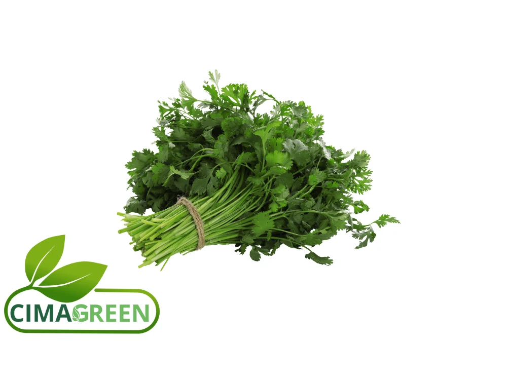 Manojo de Cilantro Fresco 150g: Sabor Auténtico Directo del Campo Español
