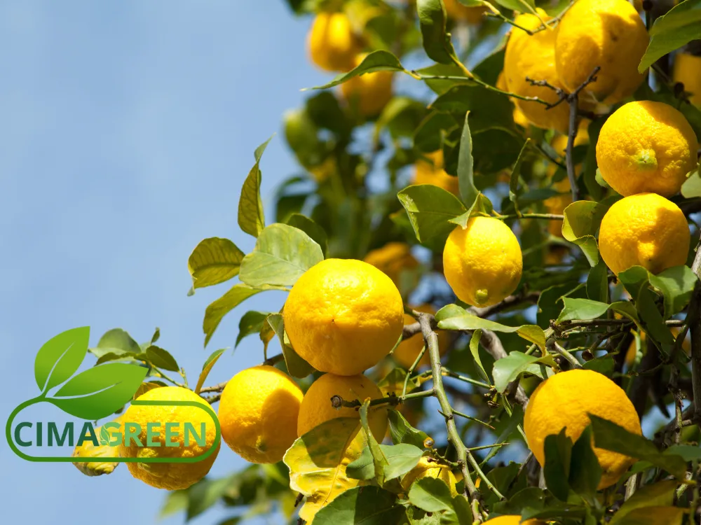 Limones de España: Verna y Fino (Primofiori)