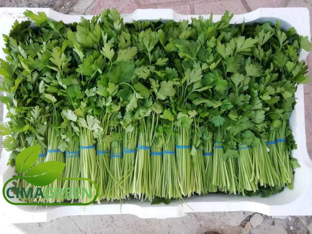Manojo de Perejil de Hoja Plana 150g la Variedad Más Demandada del Mercado
