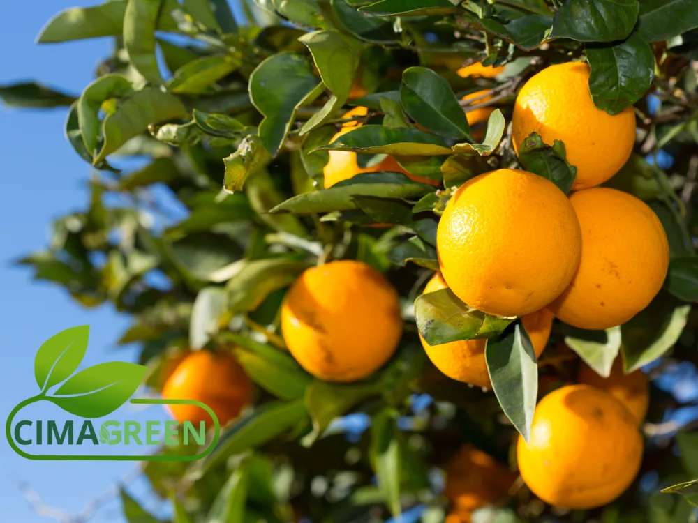Naranjas de España: Navelate, Valencia Late y Salustiana