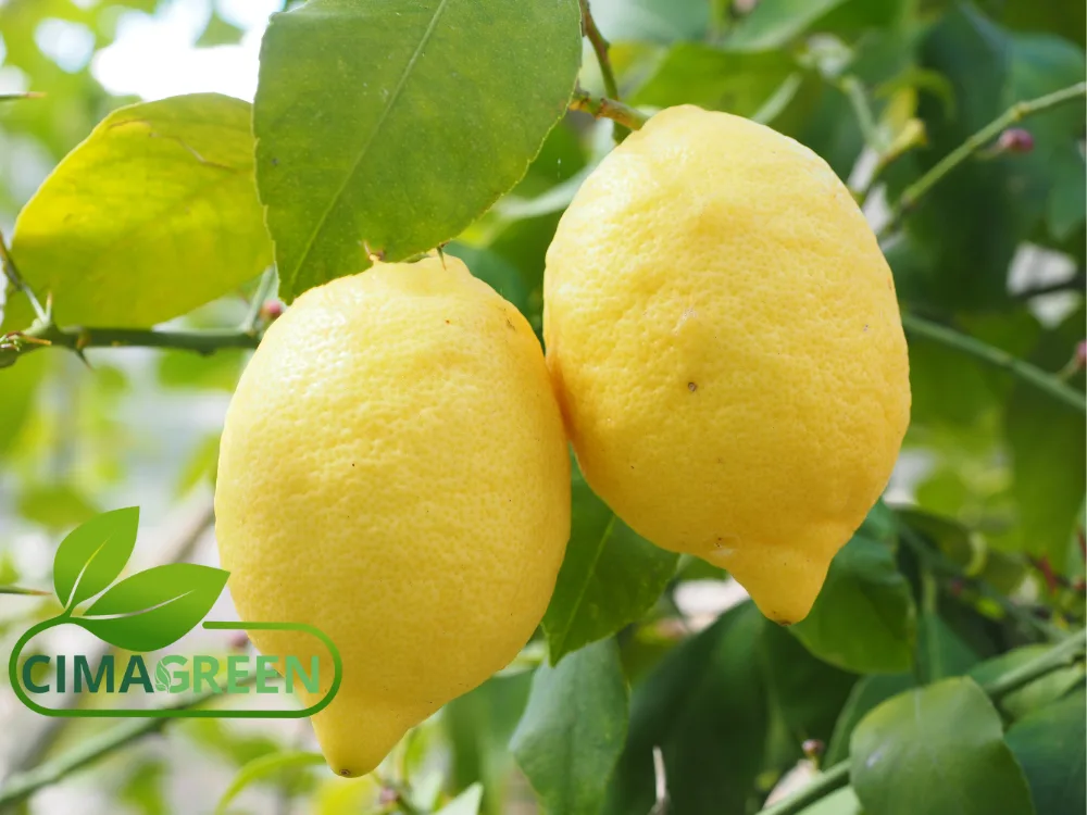 Limones de España: Verna y Fino (Primofiori)