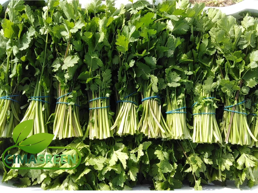 Manojo de Cilantro Fresco 150g: Sabor Auténtico Directo del Campo Español