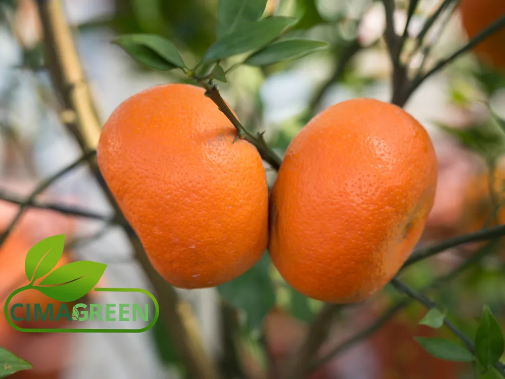 Frische Mandarinen aus Spanien: Clementinen, Tango, Nadorcott und Orri
