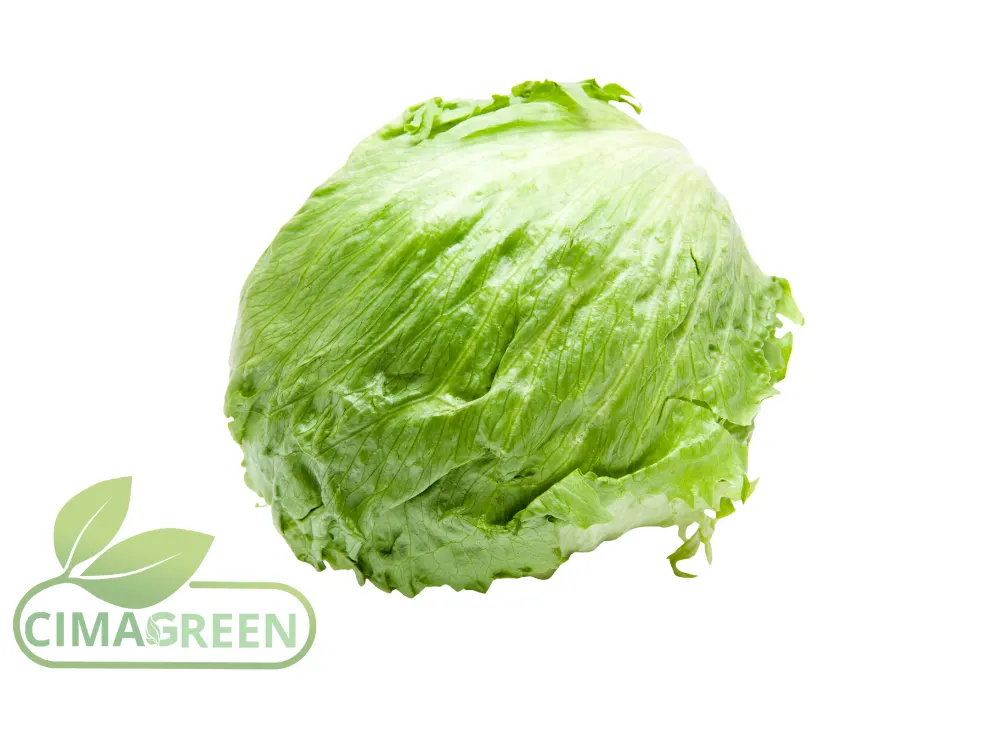 Lechugas Cimagreen