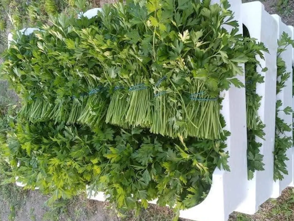 Manojo de Perejil de Hoja Plana 150g la Variedad Más Demandada del Mercado
